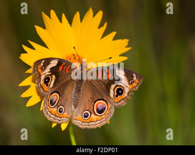 Bunten gemeinsame Buckeye Schmetterling, Iunonia Coenia, auf eine gelbe Coreopsis Blume an einem späten Frühjahr Abend Stockfoto