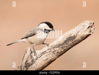 Carolina Chickadee auf einem trockenen Bein vor gedämpften Winter Hintergrund Stockfoto