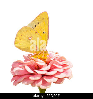 Orange Schwefel, Colias Eurytheme Schmetterling Fütterung auf rosa Zinnia auf weißem Hintergrund Stockfoto
