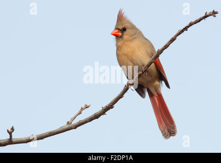 Weibliche Northern Cardinal, thront auf einem Baum im winter Stockfoto