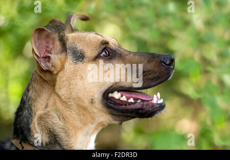 Hund Deutscher Schäferhund ist ein Closeup Profil eine glückliche gesunde Deutscher Schäferhund im Grünen im Freien. Stockfoto