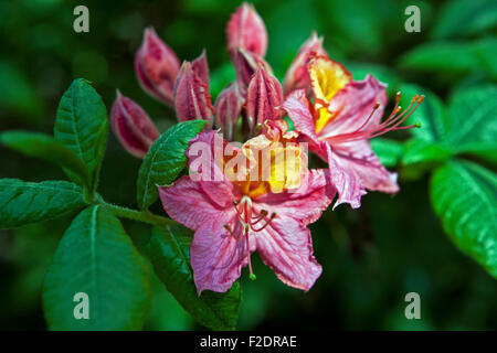 Blühenden Rhododendron in Nahaufnahme Stockfoto