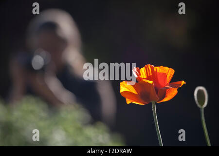 Papaver Rhoeas Trivialnamen sind gemeinsame Mohn, Klatschmohn, Mais rose, Feld Mohn, Flandern Mohn, roter Mohn, roter Unkraut Stockfoto