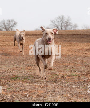 Weimaraner Hund läuft volle Geschwindigkeit in Richtung des Betrachters mit einem anderen einen folgenden Stockfoto
