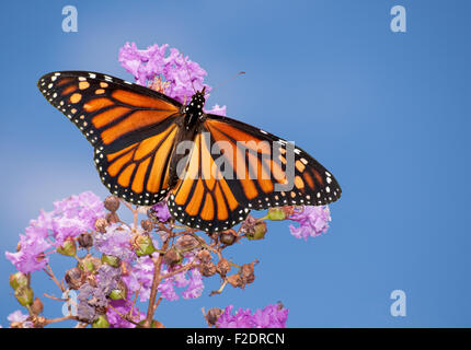Wunderschönen Monarchfalter auf eine lila Trauerflormyrte gegen blauen Sommerhimmel Stockfoto