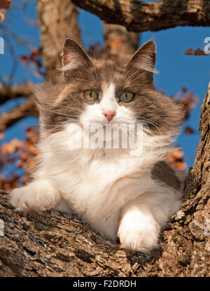 Gorgeous verdünnt Glückskatze oben in einem Baum im winter Stockfoto