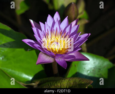 Nil Manel oder blaue Seerose (Nymphaea Stellata, obwohl es vor kurzem als Nymphaea Nouchali umbenannt wurde) Stockfoto