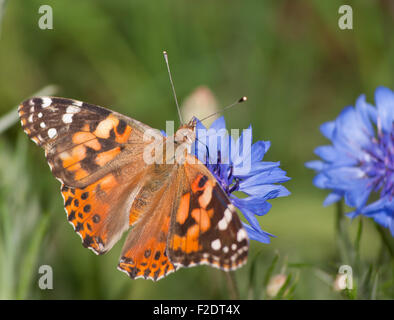 Distelfalter Vanessa Cardui Schmetterling Fütterung auf blaue Kornblume im Frühjahr Stockfoto