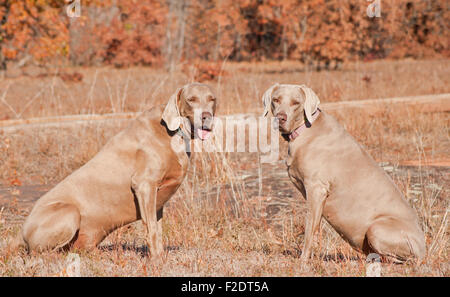 Zwei Weimaraner Hunde sitzen in Rasen gegen trockene braune Winter Hintergrund Blick auf den Betrachter Stockfoto