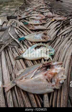 Gesalzene Fische, die unter der Sonne im Dorf Yembekwan, MEOS Mansar, Raja Ampat, West-Papua, Indonesien, getrocknet werden. Stockfoto