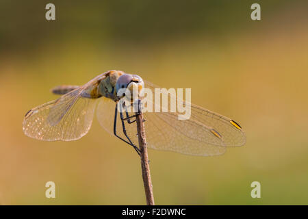 Porträt einer Sympetrum Fonscolombii weibliche Libelle auf einem trockenen Stiel in einem sonnigen Sommermorgen Stockfoto