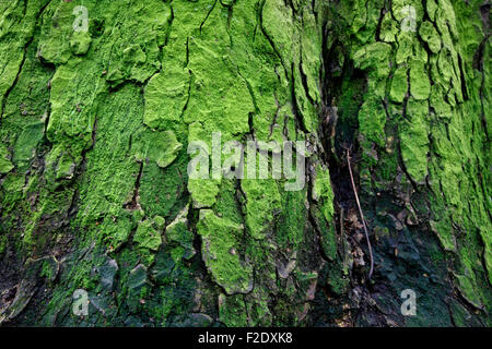 Baumrinde auf Wimbledon Common, London, UK Stockfoto