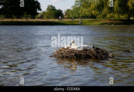 Nisten, Schwan und Blässhühner in Bushy Park, Middlesex, UK Stockfoto