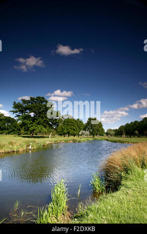 Heron in Bushy Park, Middlesex, UK Stockfoto