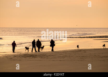 Am frühen Morgen Übung für die Hunde am Strand. Stockfoto