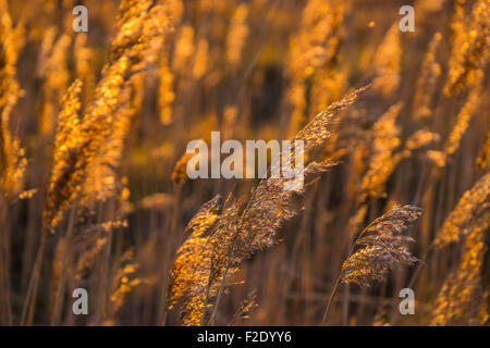 Norfolk Reed bei Sonnenuntergang. Stockfoto