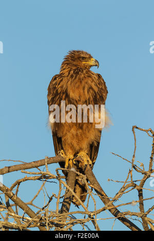 Tawny Adler (Aquila Rapax), thront auf einem Baum, am frühen Morgen, Etosha Nationalpark, Namibia Stockfoto