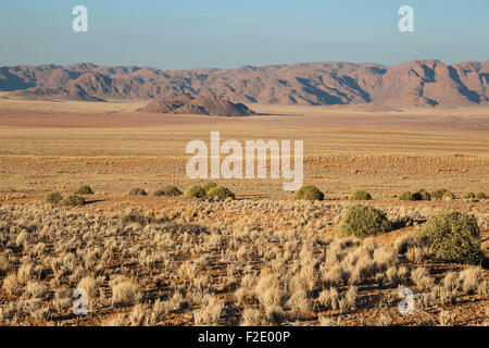 Grass Wüstenebene am Rande der Namib-Wüste, Feenkreise, kreisförmige Flecken ohne irgendeine Vegetation bedeckt, Stockfoto