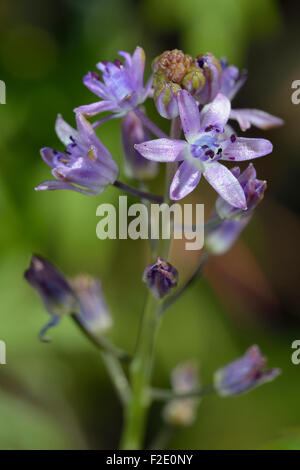 Herbst-Blaustern - Scilla Autumnalis seltene Wilde Blume Stockfoto