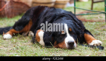 Porträt des Berner Sennenhund auf dem Rasen liegen. Stockfoto