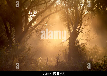 Herbstliche Waldlandschaft Stockfoto