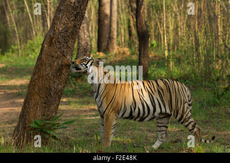 Königlicher Bengal Tiger oder Panthera Tigris tun Duft Markierung Tadoba Nationalpark in Maharashtra, Indien Stockfoto