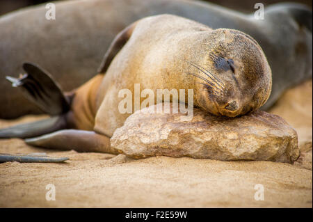 Robben (Pinnipedia) in der Cape Cross Seal Reserve entlang der Skelettküste in Namibia, Afrika Stockfoto