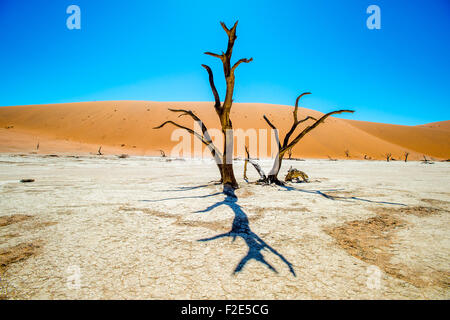 Sossusvlei Namibia - Dead Vlei Pan und seine berühmten Kameldornbäume Stockfoto