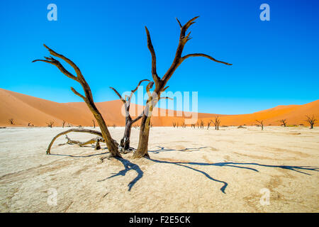 Sossusvlei Namibia - Dead Vlei Pan und seine berühmten Kameldornbäume Stockfoto