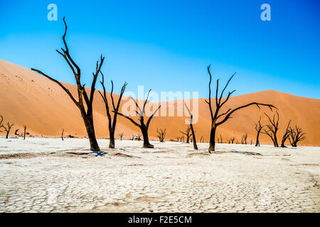 Sossusvlei Namibia - Dead Vlei Pan und seine berühmten Kameldornbäume Stockfoto