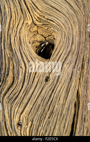 Nahaufnahme von der Kameldornbäume in der Pfanne Deadvlei in Sossusvlei Namibia, Afrika Stockfoto