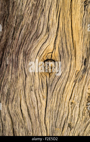 Nahaufnahme von der Kameldornbäume in der Pfanne Deadvlei in Sossusvlei Namibia, Afrika Stockfoto