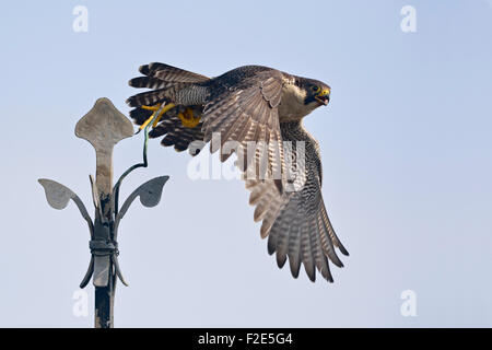 Wanderfalke / Duck Hawk / Wanderfalke ( Falco peregrinus ) in typischer Situation startet von einem Kirchenkreuz, Wildtiere, Europa. Stockfoto