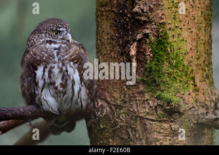 Aufmerksamen Blick eurasische Pygmy Eule / Pygmy Eule / Sperlingskauz (Glaucidium Passerinum) sitzt in einem Baum dicht am Stamm. Stockfoto