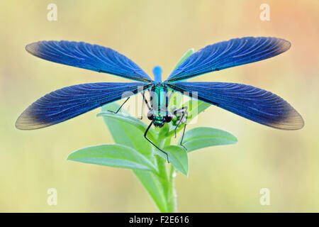 Schöne Prachtlibelle / Blauflügel-Prachtlibelle (Calopteryx Virgo) zeigt Details zu den Flügeln. Stockfoto