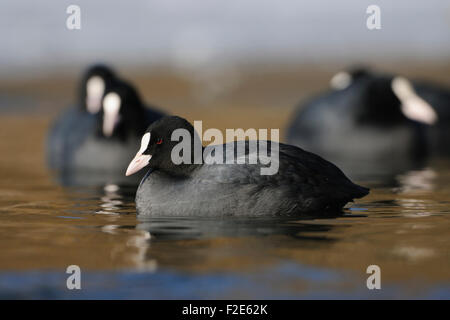 Eine Herde von Fulica Atra / schwarz Coot / Blaesshuhn / Blaessralle schwimmen auf einem zugefrorenen See. Stockfoto