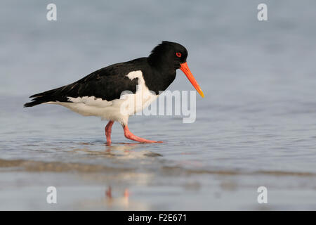 Haematopus Ostralegus / Austernfischer / Austernfischer auf der Suche nach Nahrung neben Wasserlinie. Stockfoto