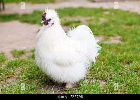 Huhn silkie Stockfoto