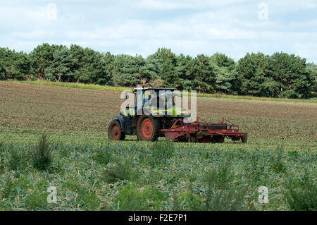 Zwiebel Ernte Bawdsey Suffolk UK Stockfoto