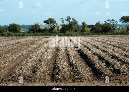 Kartoffelernte mit blühenden Köpfe abgestorben Bawdsey Suffolk UK Stockfoto