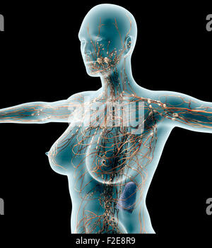 Anatomie einer Frau auf schwarz mit Beschneidungspfad. Stockfoto