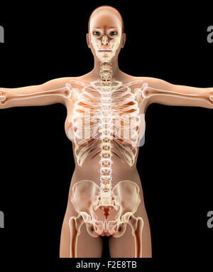 Anatomie einer Frau auf schwarz mit Beschneidungspfad. Stockfoto