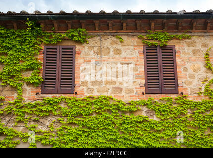 Blick auf eine Wand mit zwei Fenstern und Efeu in der Toskana. Stockfoto