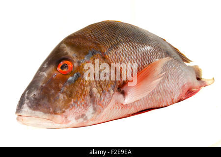 Rohe clever Red Snapper für Chance auf weißem Hintergrund fotografiert Stockfoto