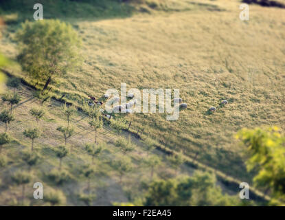 Schafherde in einem toskanischen Hügel mit Tilt-Shift-Effekt. Stockfoto