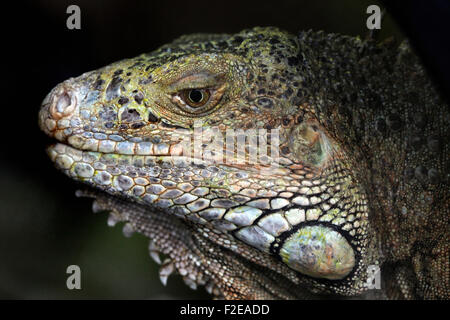 Grüner Leguan in Cabárceno Naturparks Terrarium, Santander, Spanien. Stockfoto