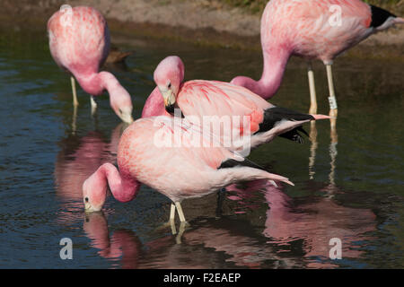 Anden Flamingos (Phoenicoparrus Andinus). Heimisch in großer Höhe Feuchtgebiete in den Anden von Argentinien, Bolivien, Chile, Peru. Stockfoto