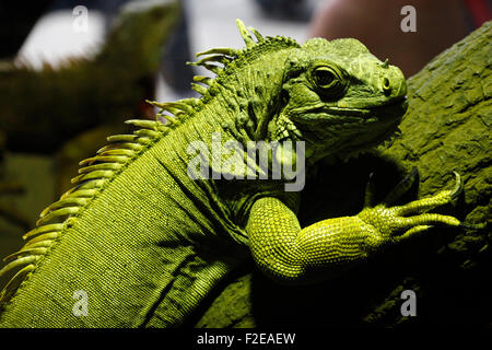 Grüner Leguan in Cabárceno Naturparks Terrarium, Santander. Stockfoto