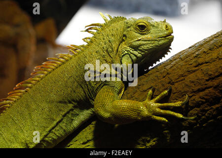 Grüner Leguan in Cabárceno Naturparks Terrarium, Santander. Stockfoto