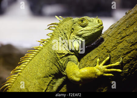 Grüner Leguan in Cabárceno Naturparks Terrarium, Santander. Stockfoto